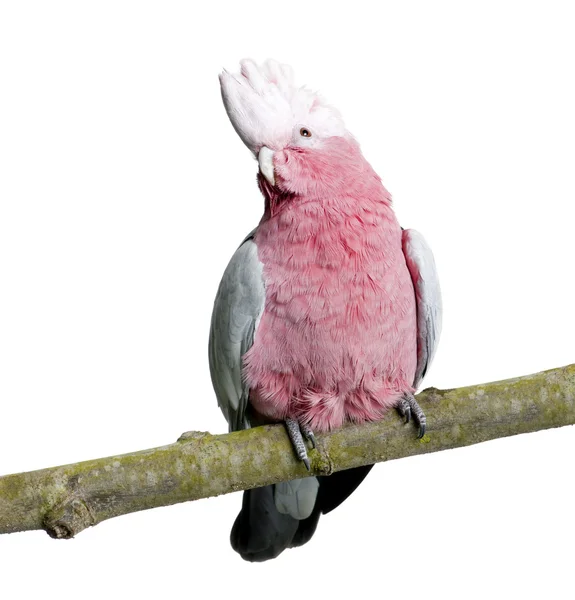 Roze kaketoe bird - Eolophus roseicapilla (19 maanden) — Stockfoto