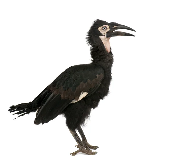 영 남부 땅-hornbill-Bucorvus leadbeateri (18 개월 — 스톡 사진