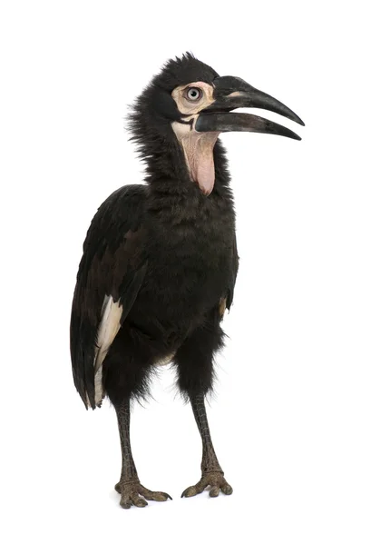 Young Southern Ground-hornbill - Bucorvus leadbeateri (18 месяцев — стоковое фото