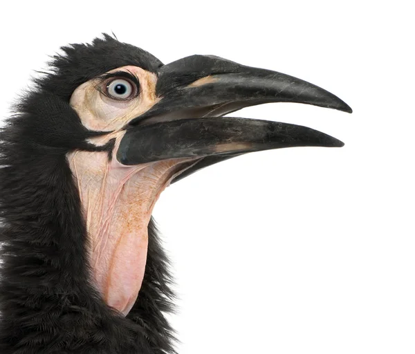 Young Southern Ground-hornbill - Bucorvus leadbeateri (18 months — Stock Photo, Image