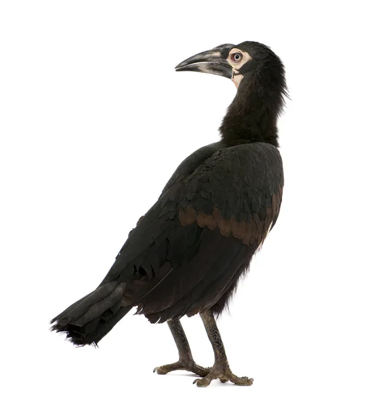 Young Southern Ground-hornbill - Bucorvus leadbeateri (18 месяцев — стоковое фото