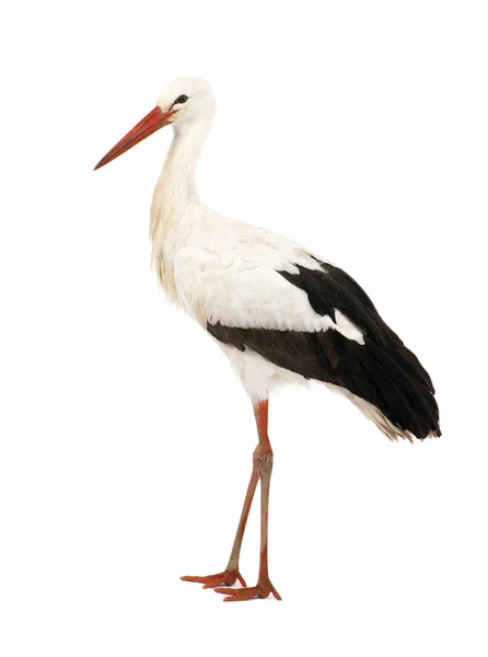 Vit Stork - Ciconia ciconia (18 månader) — Stockfoto