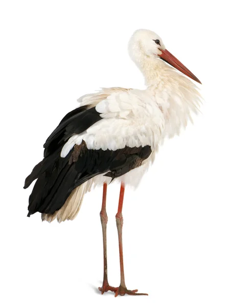 White Stork, Ciconia ciconia, 18 months, standing in front of a white background — Stock Photo, Image