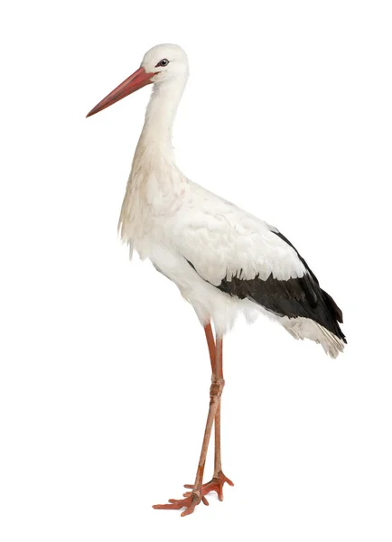 Fehér gólya - Ciconia ciconia (18-hónap) — Stock Fotó