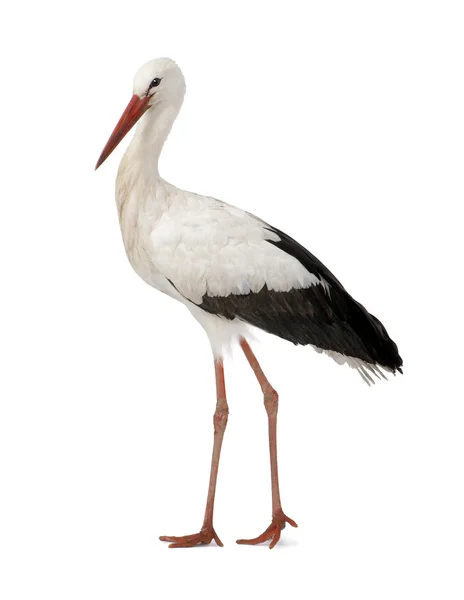 White Stork - Ciconia ciconia (18 months) — Stock Photo, Image