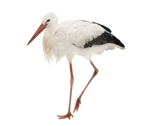 Vit Stork - Ciconia ciconia (18 månader) — Stockfoto