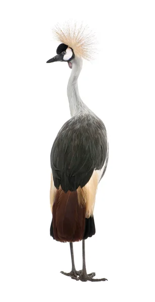 灰冠鹤-国鸟 regulorum (18 个月) — 图库照片