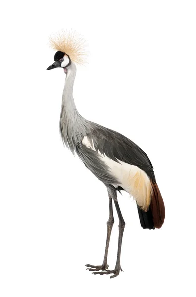 Grey Crowned Crane - Balearica regulorum (18 months) — Stock Photo, Image