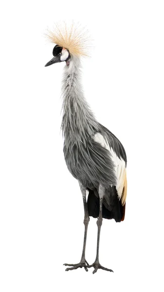 Grå krönat Crane - Balearica regulorum (18 månader) — Stockfoto