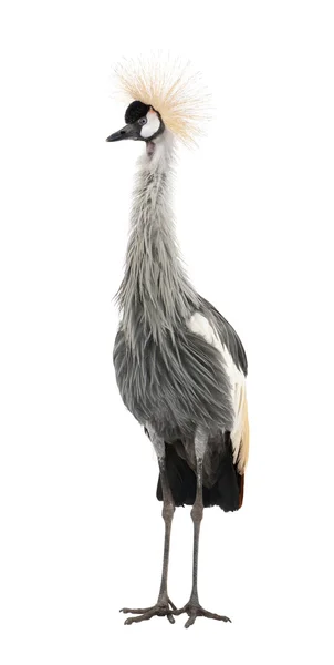 灰冠鹤-国鸟 regulorum (18 个月) — 图库照片