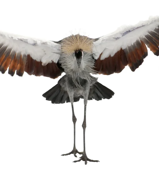 Grey Crowned Crane - Balearica regulorum (18 месяцев ) — стоковое фото