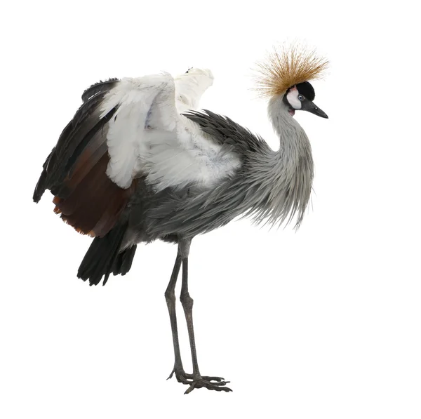 Grey Crowned Crane - Balearica regulorum (18 months) — Stock Photo, Image