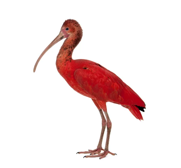 Scarlet Ibis - Eudocimus ruber — Stockfoto