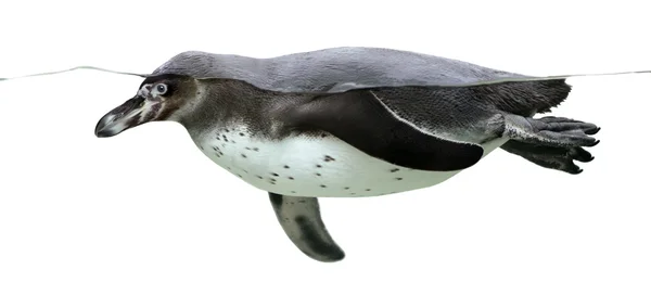 Pingwin Humboldta — Zdjęcie stockowe