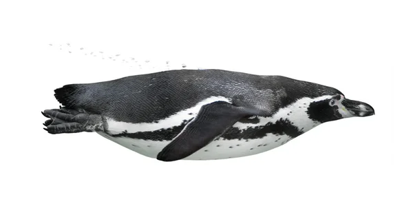 Penguin Zwemmen — Stockfoto