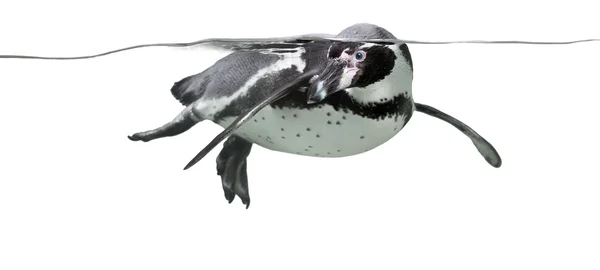 Πιγκουίνος κολύμπι — Φωτογραφία Αρχείου