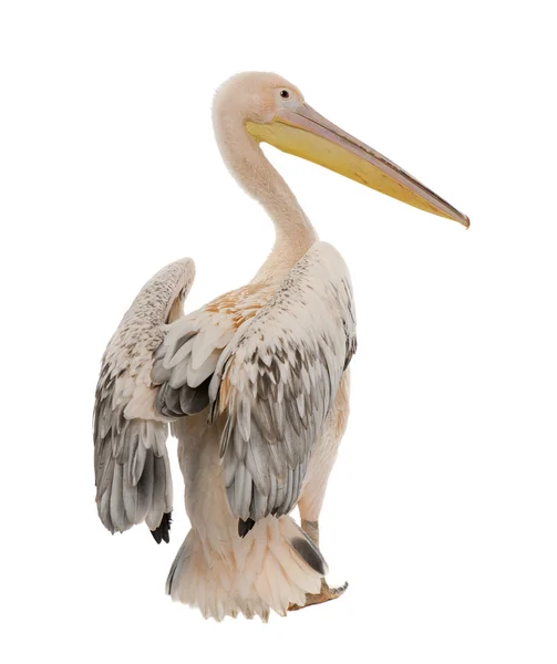 Beyaz Pelikan - Pelecanus onocrotalus (18 ay) — Stok fotoğraf