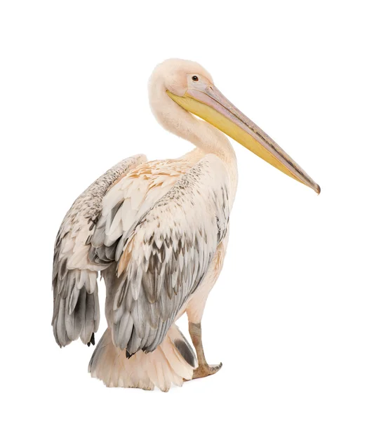 Beyaz Pelikan - Pelecanus onocrotalus (18 ay) — Stok fotoğraf