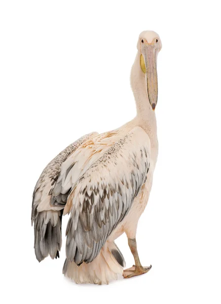 Pelicano Branco - Pelecano onocrotalus (18 meses ) — Fotografia de Stock