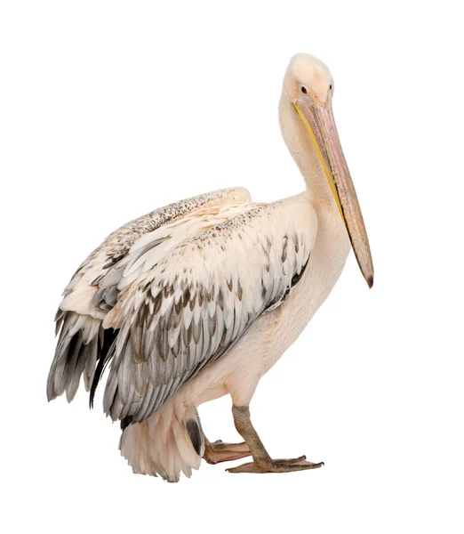 Белый пеликан - Pelecanus onocrotalus (18 месяцев ) — стоковое фото