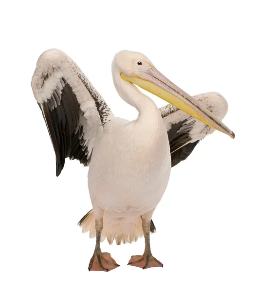 Белый пеликан - Pelecanus onocrotalus (18 месяцев ) — стоковое фото
