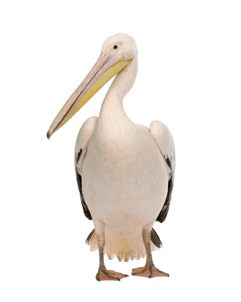 Pélican blanc - Pelecanus onocrotalus (18 mois ) — Photo