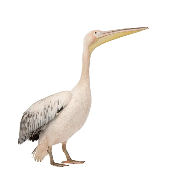 Pelican bianco - Pelecanus onocrotalus (18 mesi ) — Foto Stock
