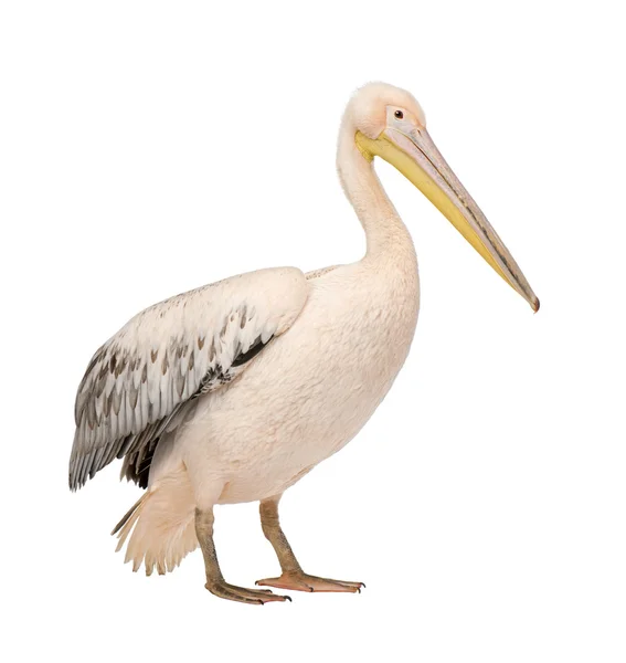 Pelicano Branco - Pelecano onocrotalus (18 meses ) — Fotografia de Stock