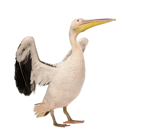 White Pelican - Pelecanus onocrotalus (18 months) — Stock Photo, Image