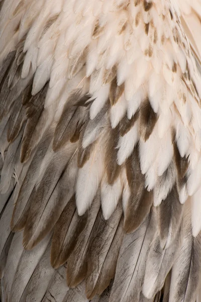 Pelikan Dzioborogi – Pelecanus onocrotalus (18 miesięcy) — Zdjęcie stockowe