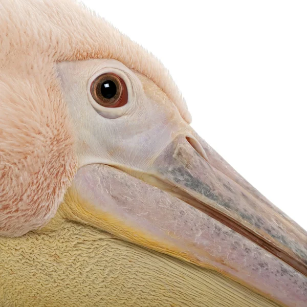 Stock image White Pelican - Pelecanus onocrotalus (18 months)