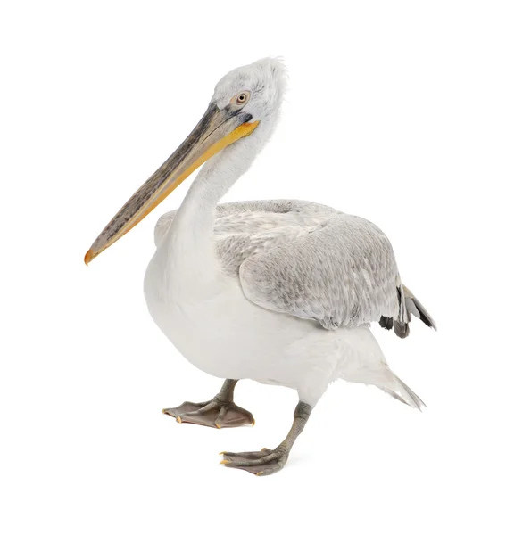 Pelicano dálmata - Pelecanus crispus (18 meses ) — Fotografia de Stock