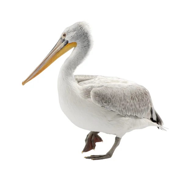 Tepeli pelikan - Pelecanus crispus (18 ay) — Stok fotoğraf