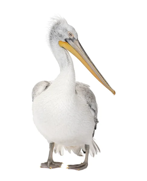 Dalmatiska Pelican - Pelecanus crispus (18 månader) — Stockfoto