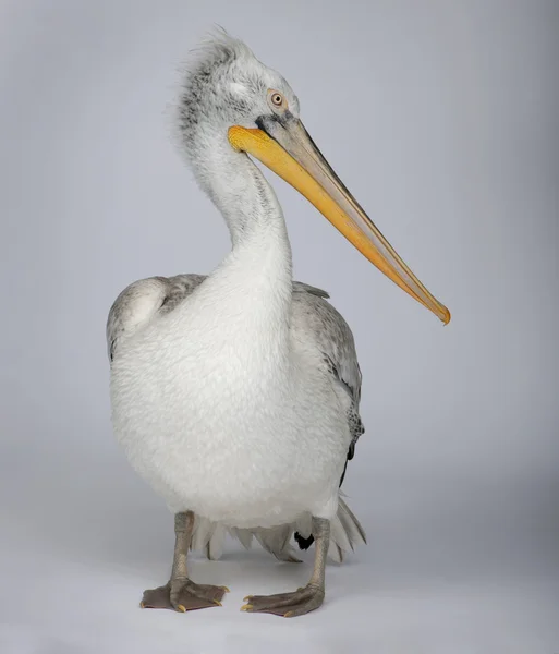 Pelikan - Pelecanus crispus (18 miesięcy) — Zdjęcie stockowe