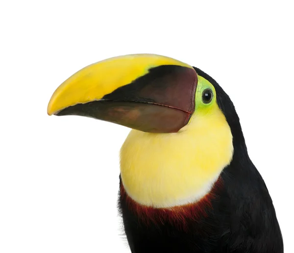 Kastanje-mandibled Toucan - Ramphastos swainsonii (3 jaar) — Stockfoto