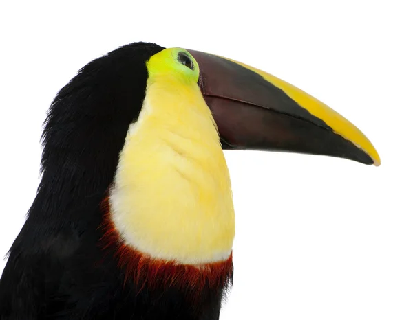 Chestnut-mandibled Toucan - Ramphastos swainsonii (3 years) — Stock Photo, Image