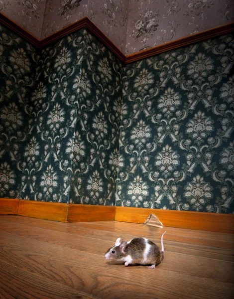 鼠标走在豪华老式隆 — 图库照片