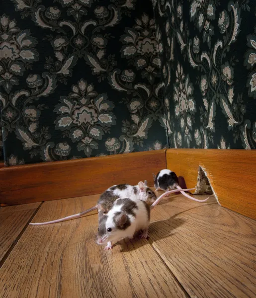 Группа мышей, гуляющих в роскошной старомодной комнате — стоковое фото