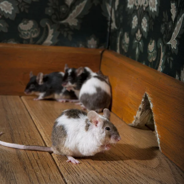 Ομάδα των ποντικών περπάτημα σε ένα ντεμοντέ δωμάτιο πολυτέλειας — Φωτογραφία Αρχείου