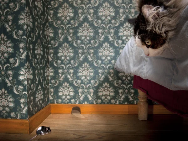Кот и мышь в роскошной старомодной ладье — стоковое фото