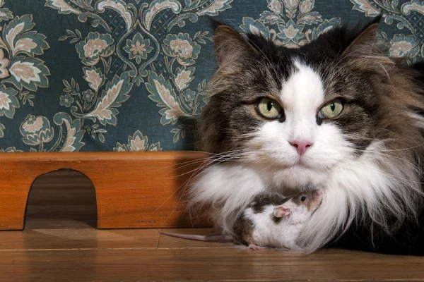 Cat and mouse in a luxury old-fashioned roon — Stock Photo, Image