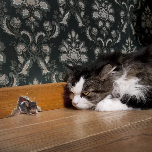 Gato mirando fijamente a un ratón saliendo de su agujero — Foto de Stock