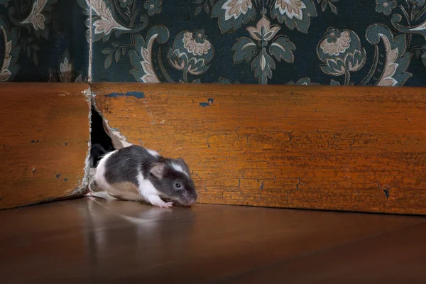 Мышь вылезает из своей дыры в роскошной старомодной руне — стоковое фото