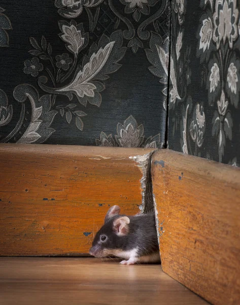 Mysz wychodzi ot jej otwór w roon staromodny luksus — Zdjęcie stockowe