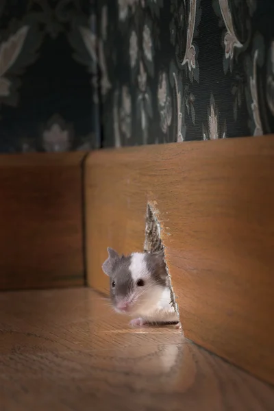 Ratón saliendo de su agujero en un lujo a la antigua roon — Foto de Stock