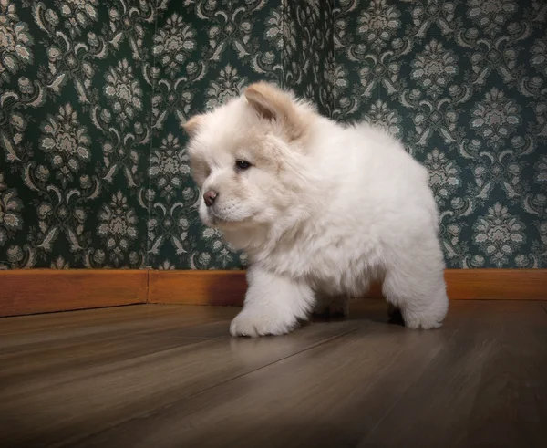 stock image Young Chow-chow in a retro room