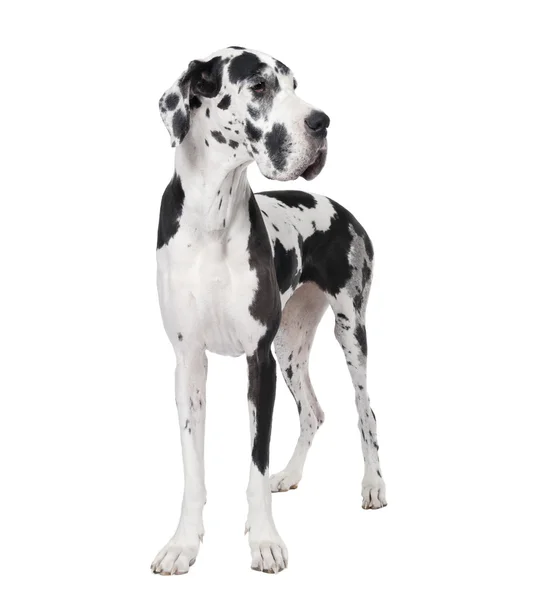 Great Dane, 4 years old, standing in front of white background, studio shot — Stock Photo, Image