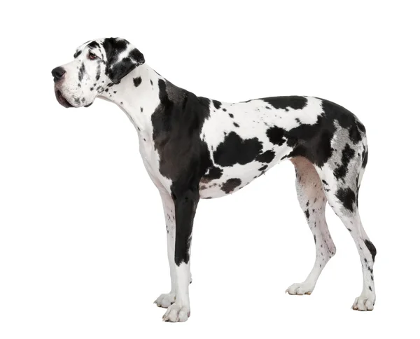 Dog niemiecki (4 lat) — Zdjęcie stockowe