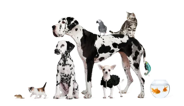 Grupo de animais de estimação em pé na frente de fundo branco, tiro estúdio — Fotografia de Stock